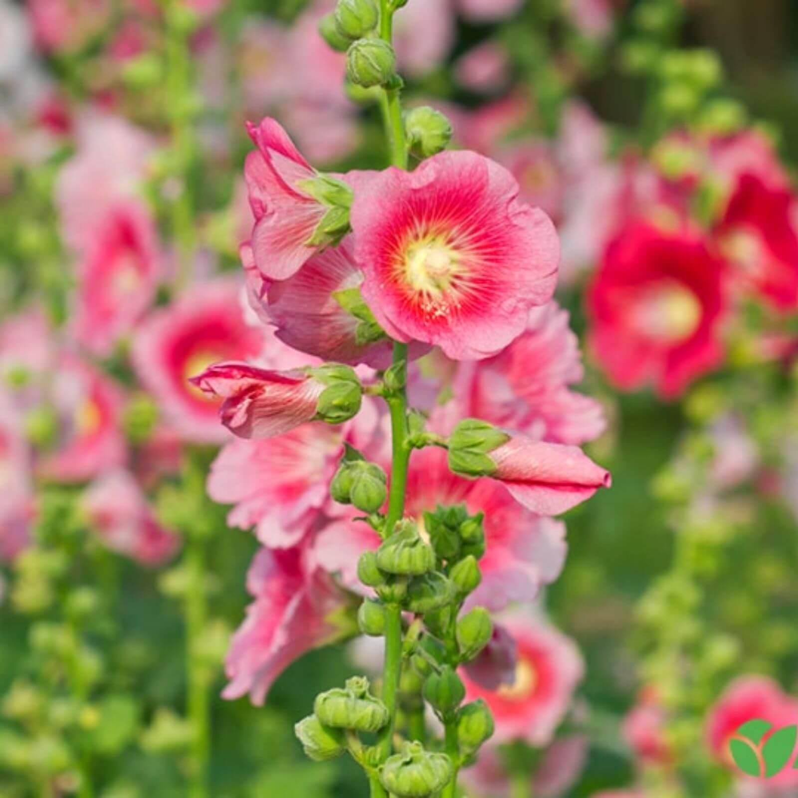 Mixed Colors Hollyhock Country Romance Seeds - Flower Plant