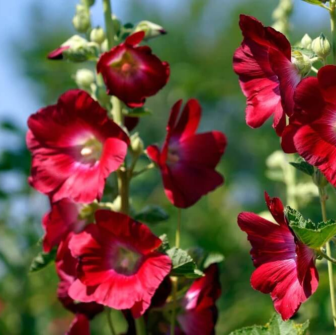 Mixed Colors Hollyhock Country Romance Seeds - Flower Plant