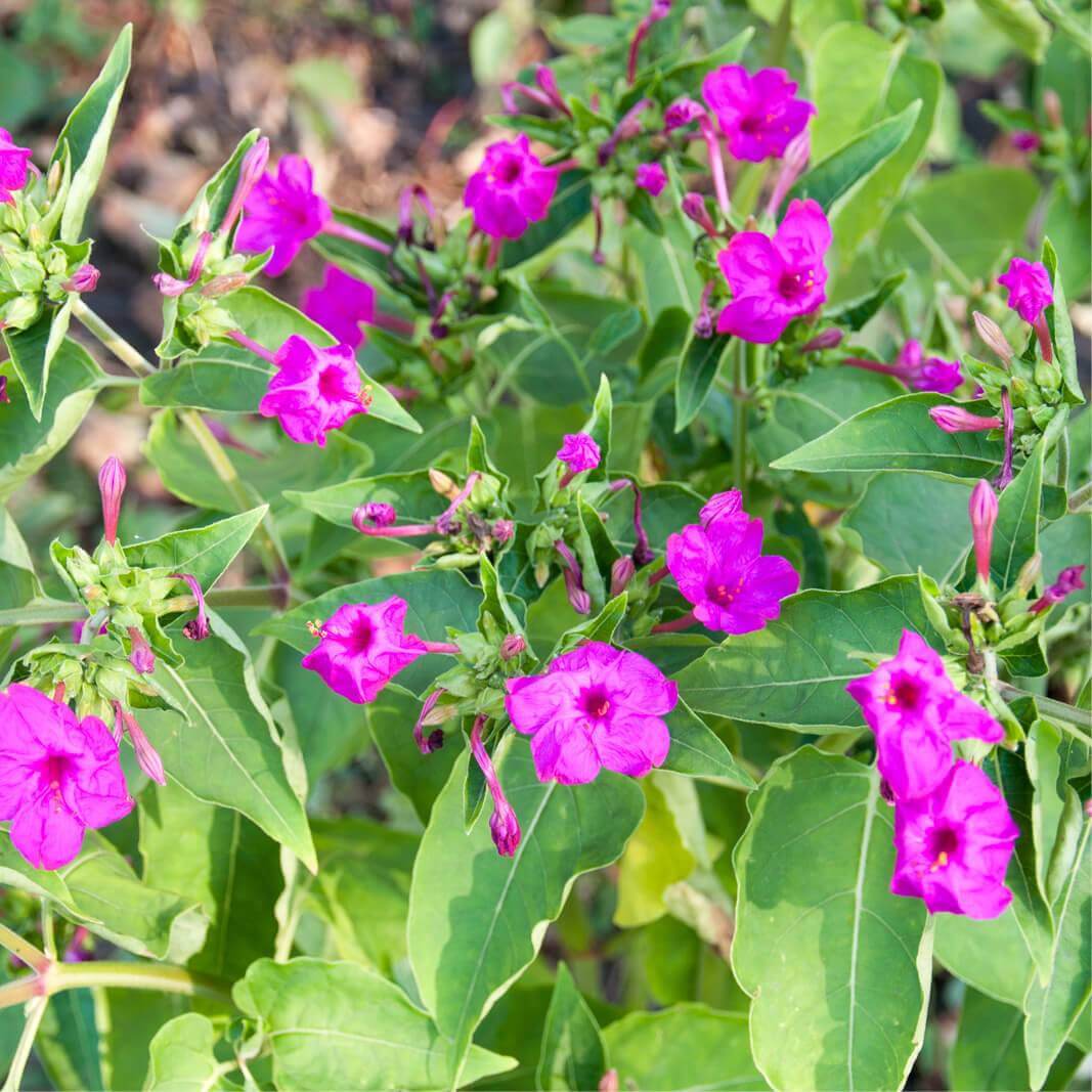 Mixed Colors Marvel of Peru Seeds 