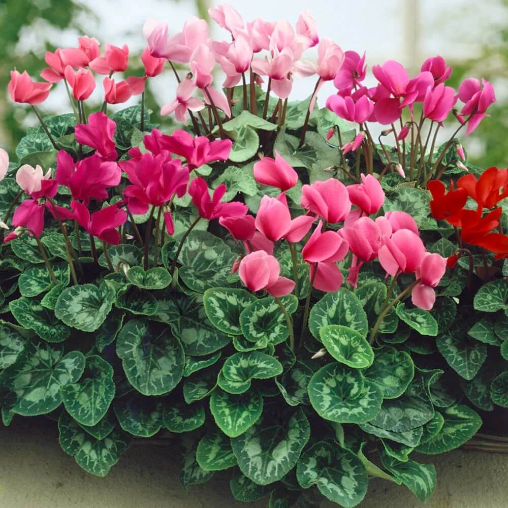 Mixed Colour Cyclamen Seeds - Flower Plant