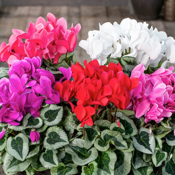 Mixed Colour Cyclamen Seeds - Flower Plant