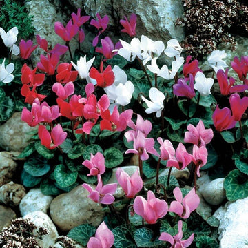 Mixed Colour Cyclamen Seeds - Flower Plant