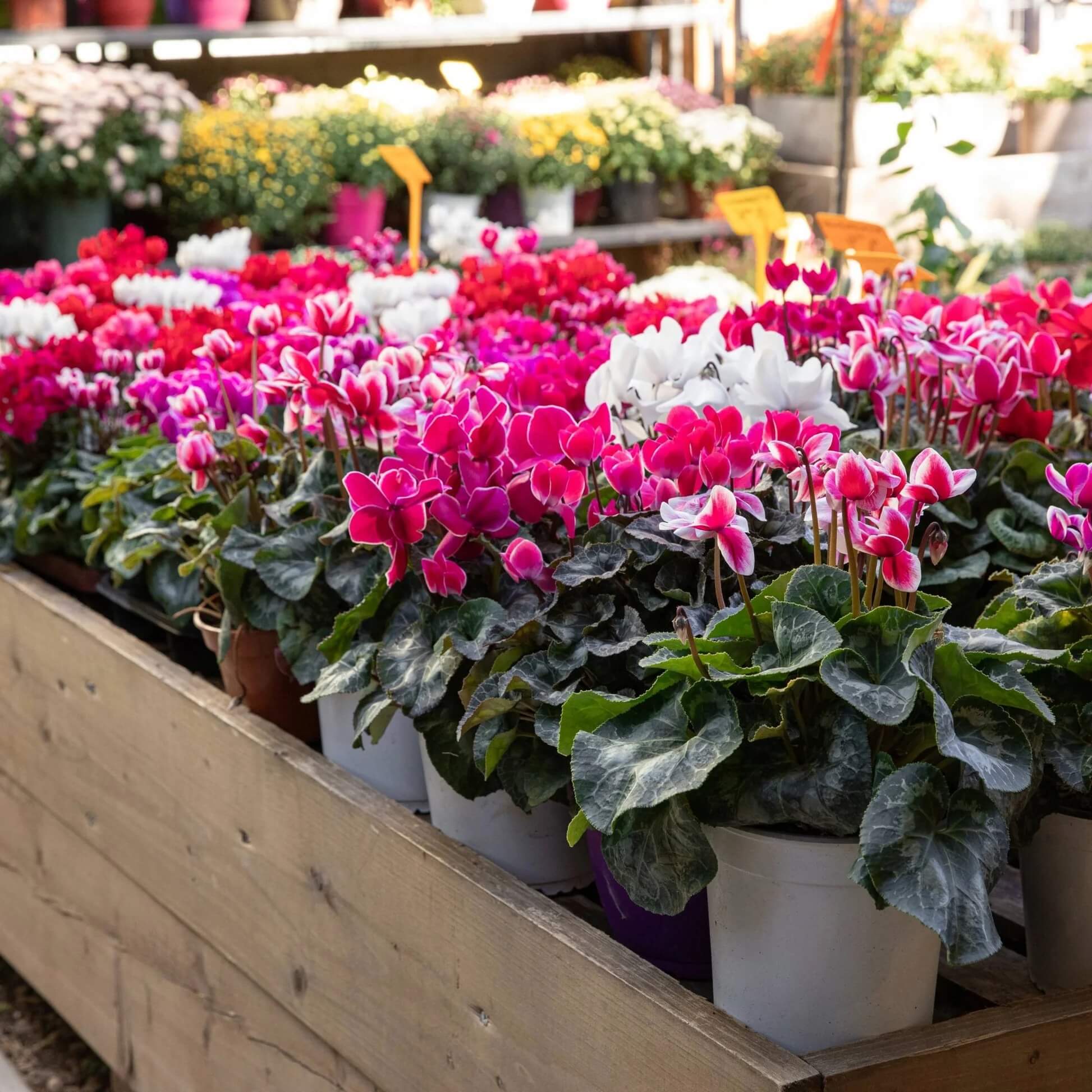 Mixed Colour Cyclamen Seeds - Flower Plant