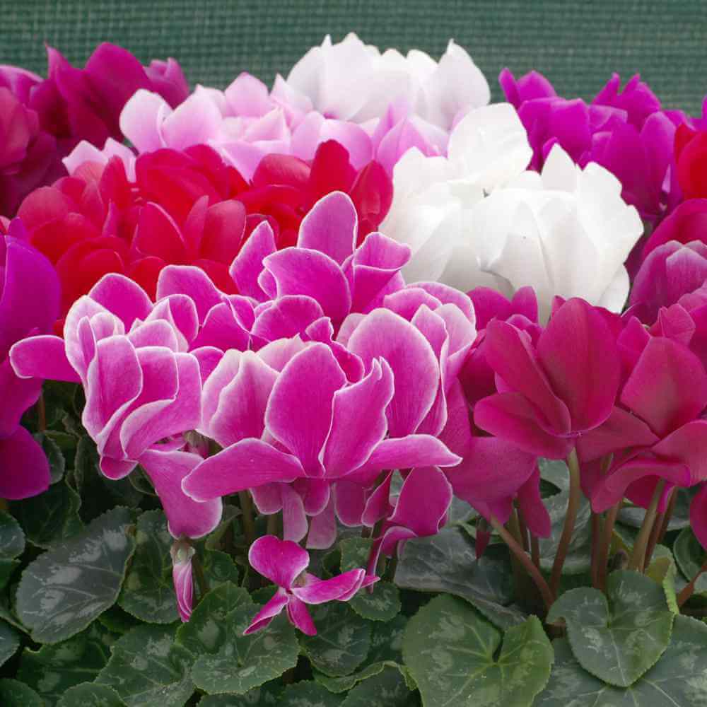 Mixed Colour Cyclamen Seeds - Flower Plant