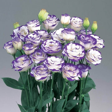 Mixed Colour Eustoma Seeds - Flower Plant