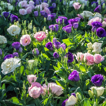 Mixed Colour Eustoma Seeds - Flower Plant