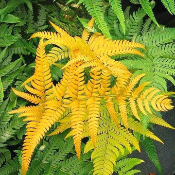 Mixed Colour Fern Pteridophyta Seeds - Flower Plant