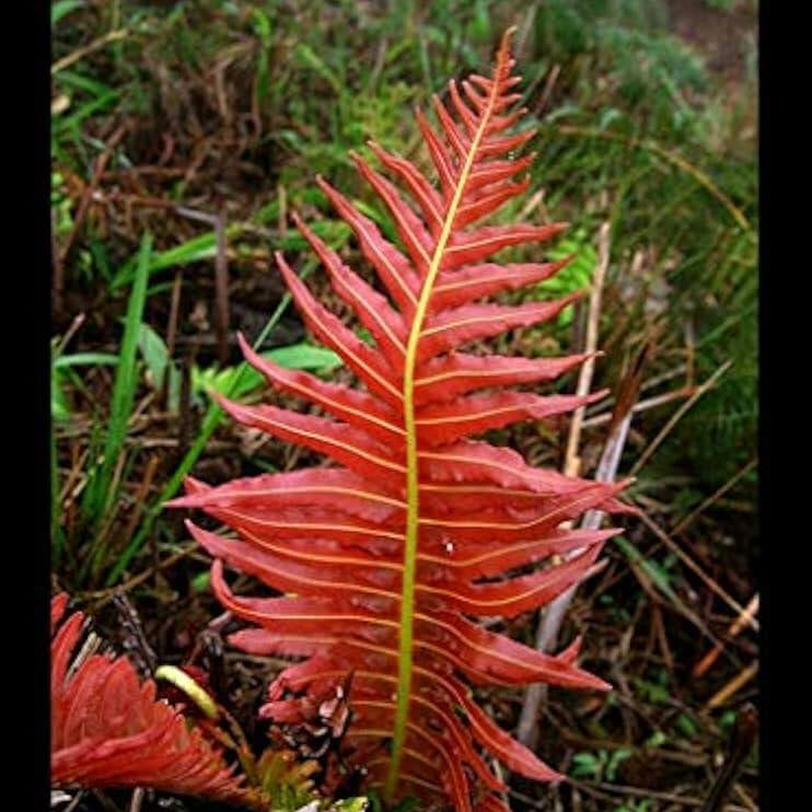 Mixed Colour Fern Pteridophyta Seeds - Flower Plant