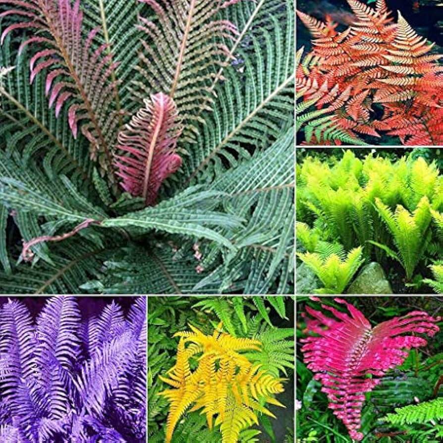 Mixed Colour Fern Pteridophyta Seeds - Flower Plant