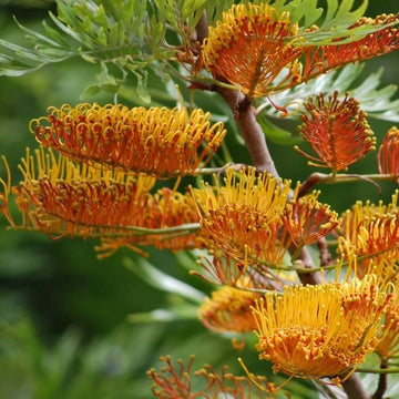 Mixed Colour Grevillea Seeds - Flower Plant