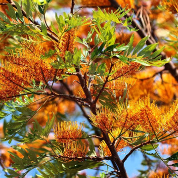 Mixed Colour Grevillea Seeds - Flower Plant