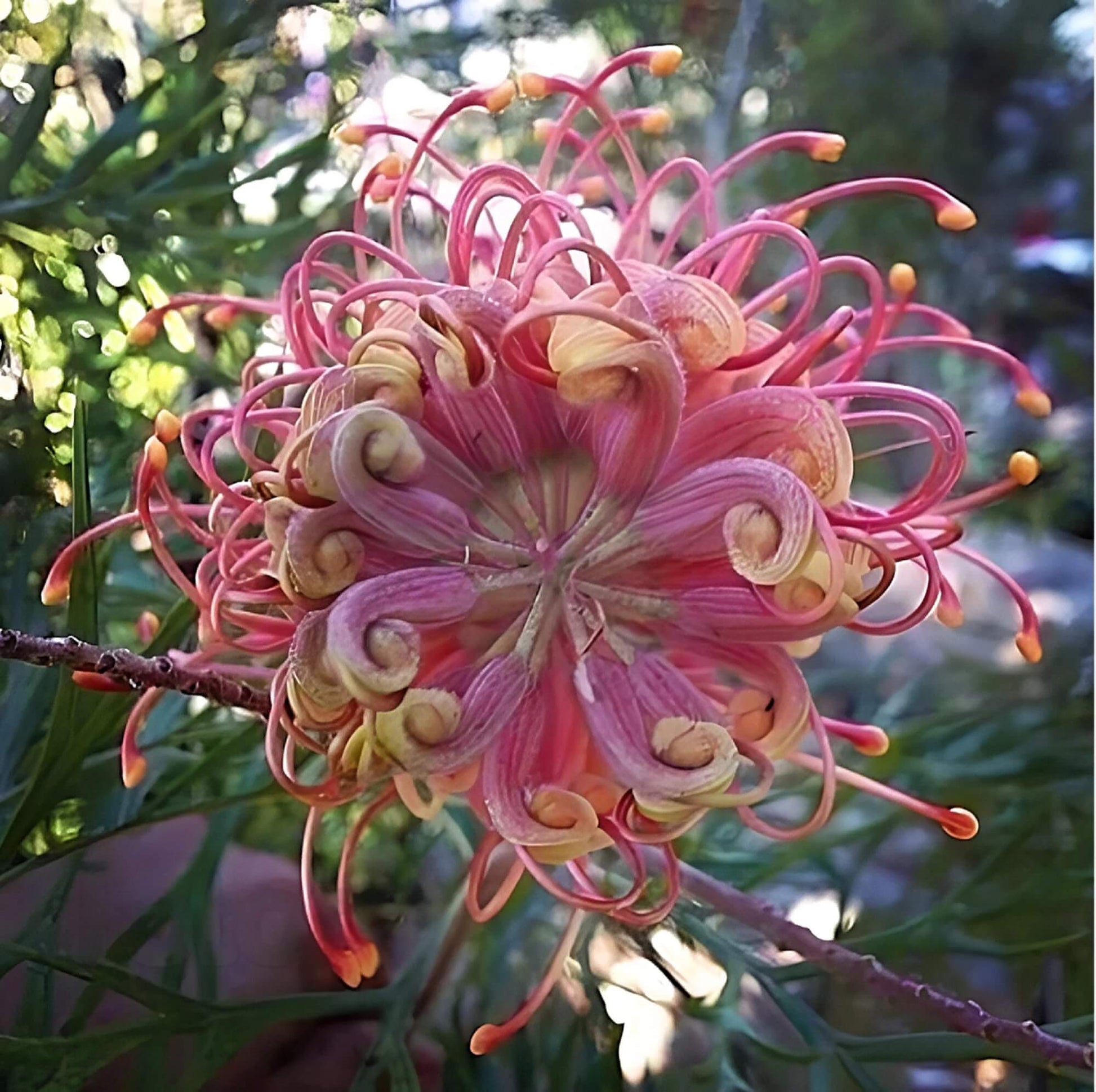 Mixed Colour Grevillea Seeds - Flower Plant