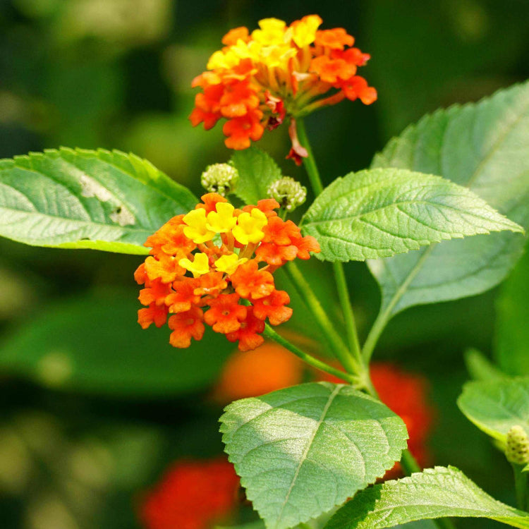Mixed Colour Lantana Seeds - Flower Palnt