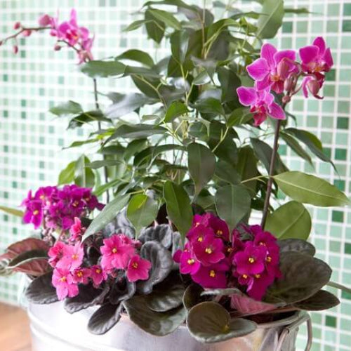 Mixed Colour Mini Violet And African Seeds - Flower plant