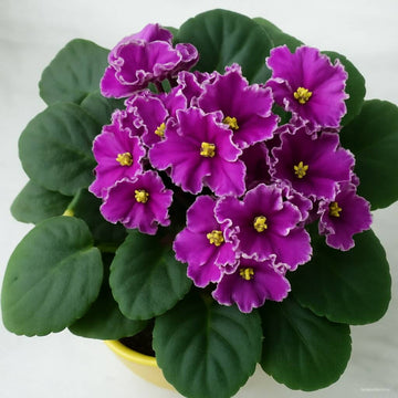 Mixed Colour Mini Violet And African Seeds - Flower plant