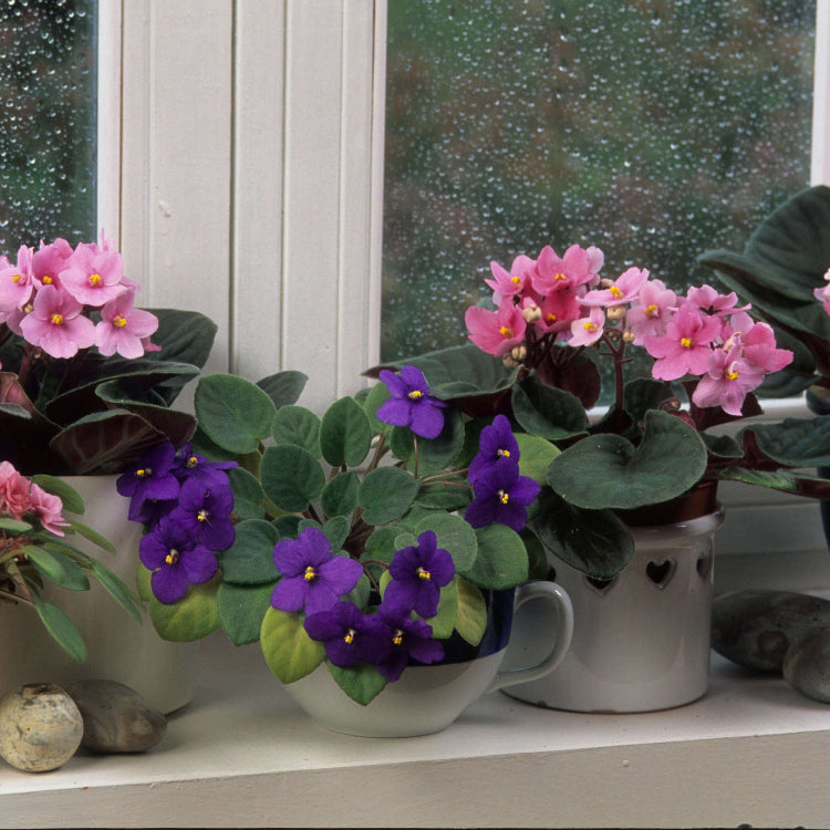 Mixed Colour Mini Violet And African Seeds - Flower plant