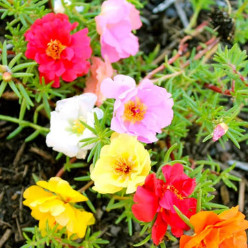 Mixed Colour Moss Rose Portulaca Seeds - Flower Plant
