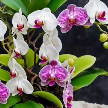 Mixed Colour Phalaenopsis Orchid Seeds - Flower Plant