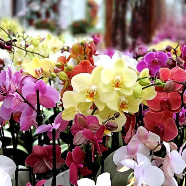 Mixed Colour Phalaenopsis Orchid Seeds - Flower Plant