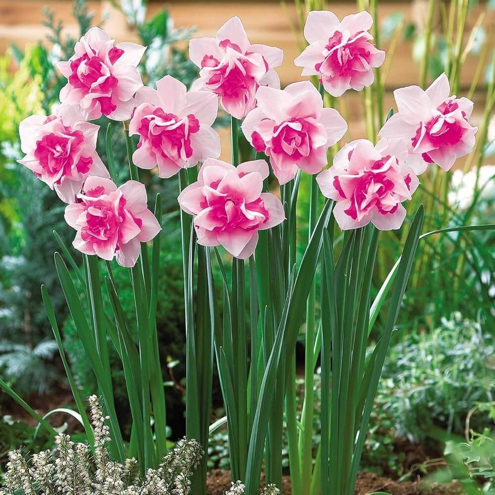 Mixed Colour Pink Daffodil Seeds
