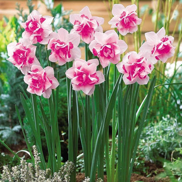Mixed Colour Pink Daffodil Seeds