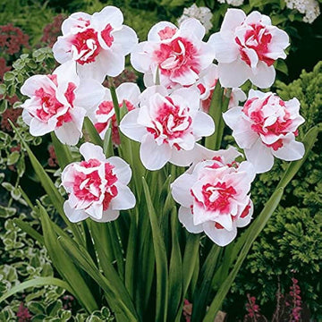 Mixed Colour Pink Daffodil Seeds