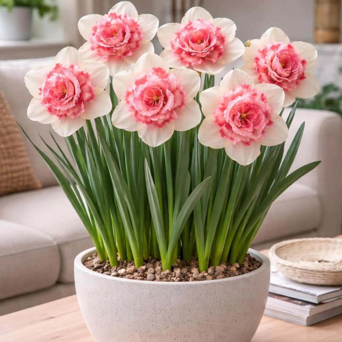 Mixed Colour Pink Daffodil Seeds