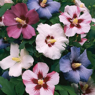 Mixed Colour Rose of Sharon Hibiscus Syriacus Seeds - Flower Plant