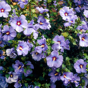 Mixed Colour Rose of Sharon Hibiscus Syriacus Seeds - Flower Plant