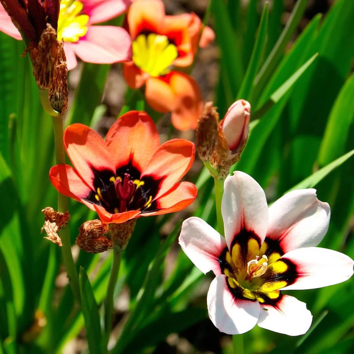 Mixed Colour Sparaxis Seeds - Flower Plant