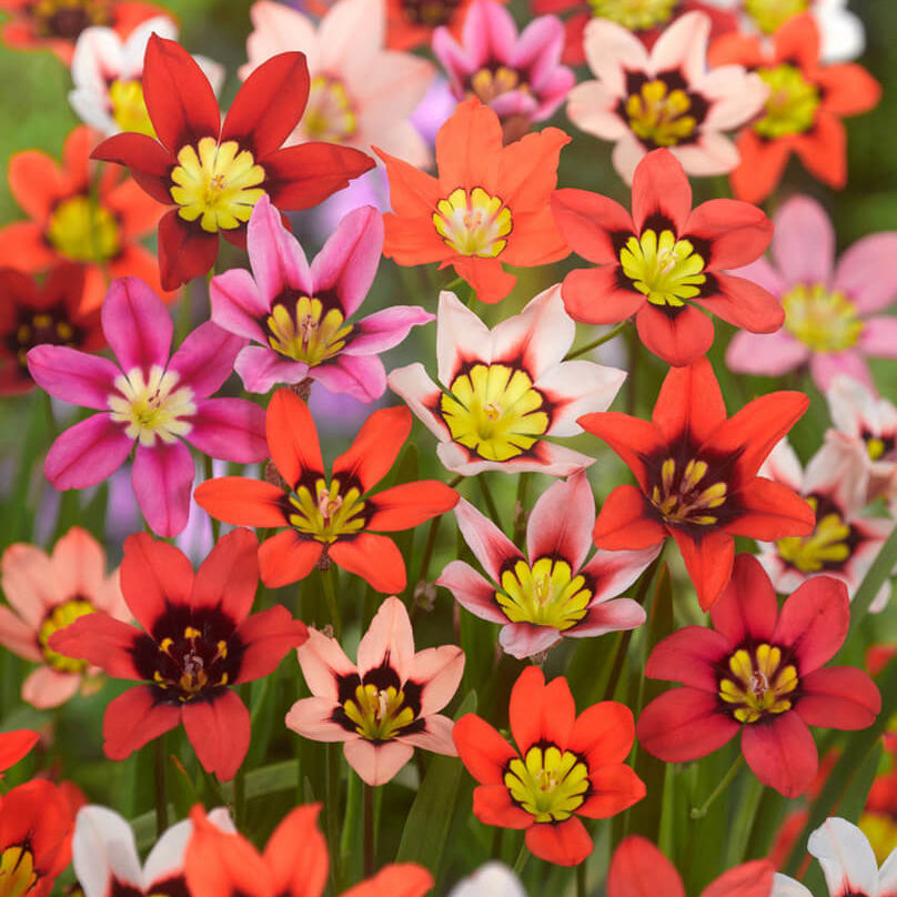 Mixed Colour Sparaxis Seeds - Flower Plant