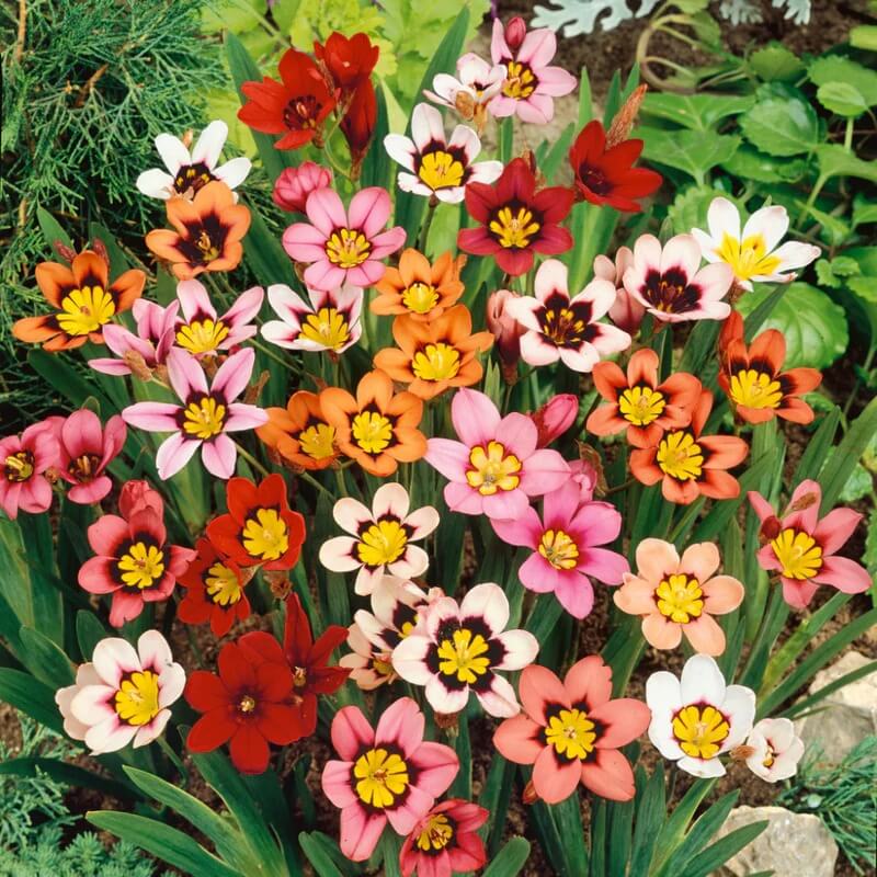 Mixed Colour Sparaxis Seeds - Flower Plant