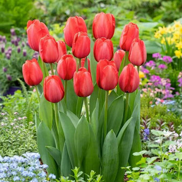 Mixed Colour Tulip Seeds - Flower Plant