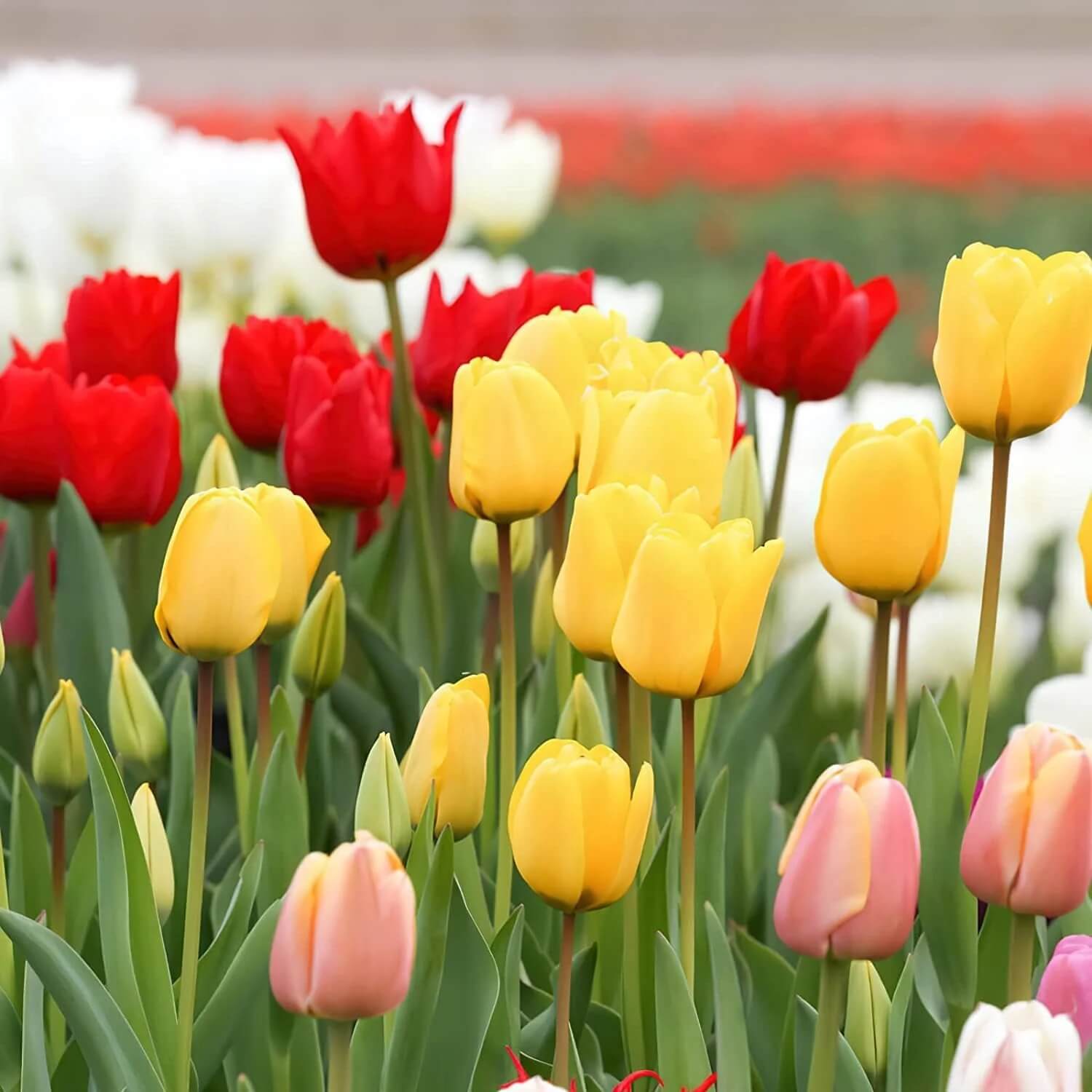 Mixed Colour Tulip Seeds - Flower Plant