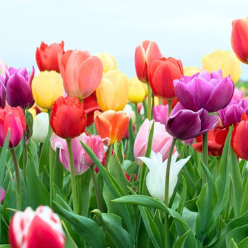 Mixed Colour Tulip Seeds - Flower Plant