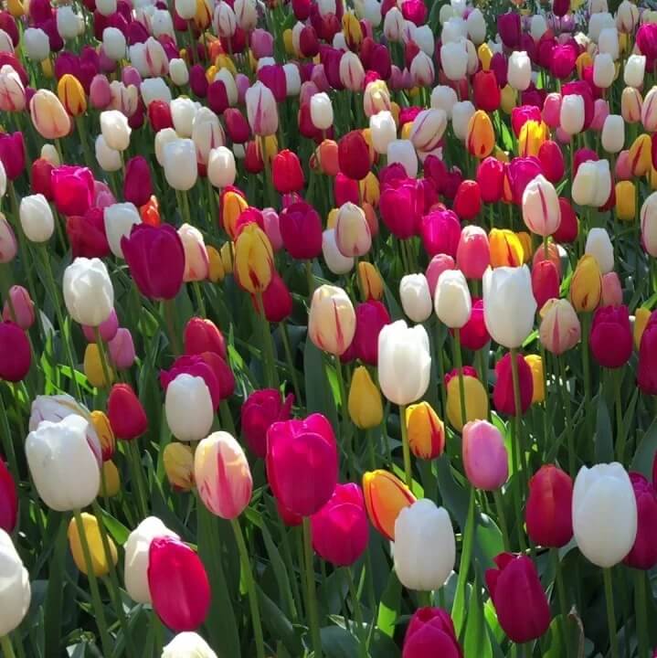 Mixed Colour Tulip Seeds - Flower Plant