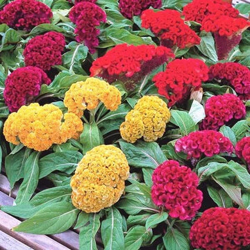 Mixed Colours Celosia Cristata Seeds - Flower Plant