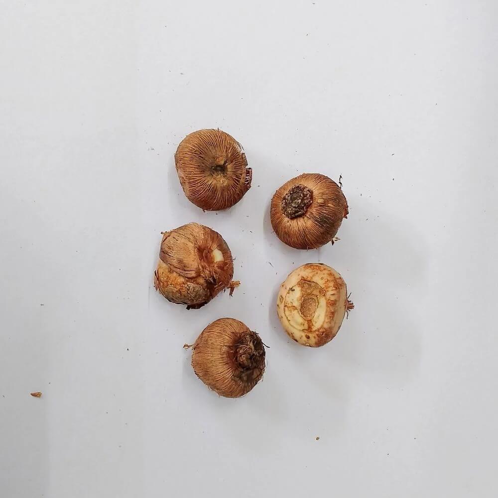 Mixed Crocus Seeds 