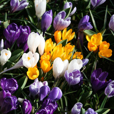 Mixed Crocus Seeds 