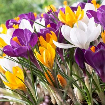 Mixed Crocus Seeds 