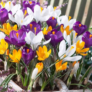 Mixed Crocus Seeds 