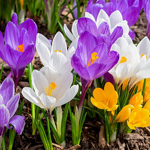 Mixed Crocus Seeds 