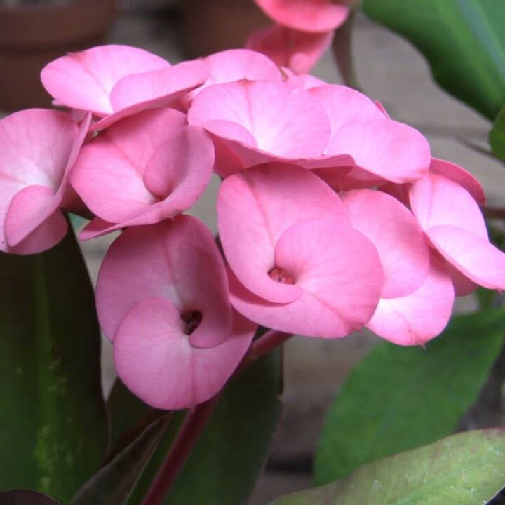 Mixed Crown Of Thorns Seeds - Flower Plant