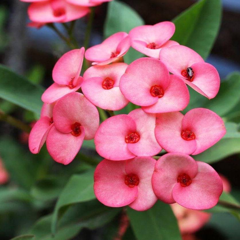 Mixed Crown Of Thorns Seeds - Flower Plant