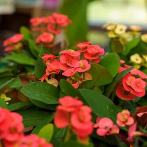 Mixed Crown Of Thorns Seeds - Flower Plant