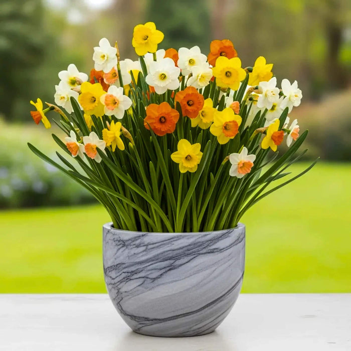 Mixed Daffodil Narcissus Seeds