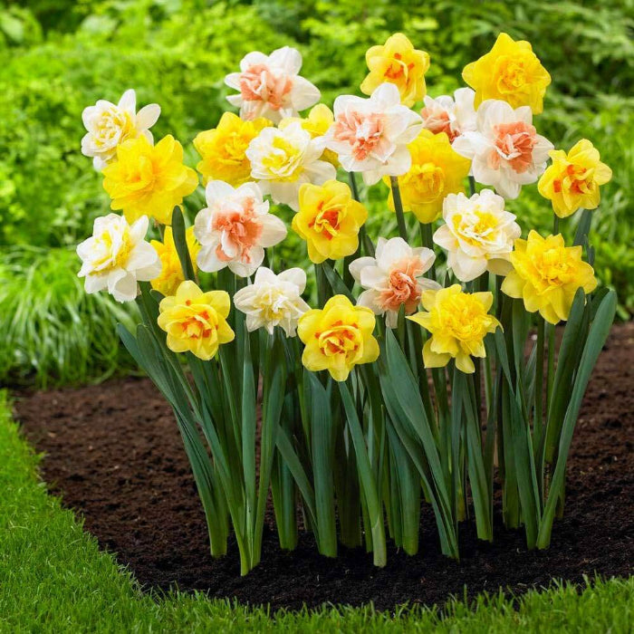 Mixed Daffodil Narcissus Seeds