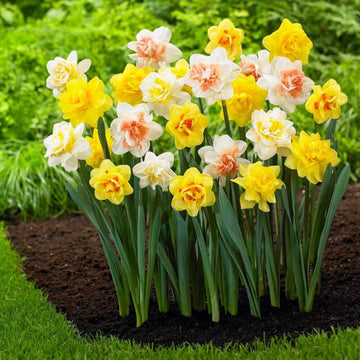 Mixed Daffodil Narcissus Seeds