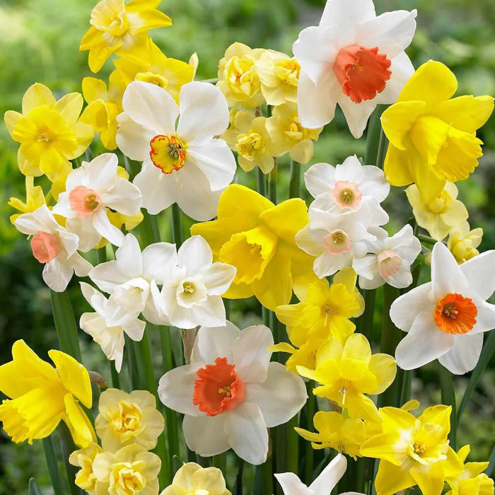 Mixed Daffodil Narcissus Seeds
