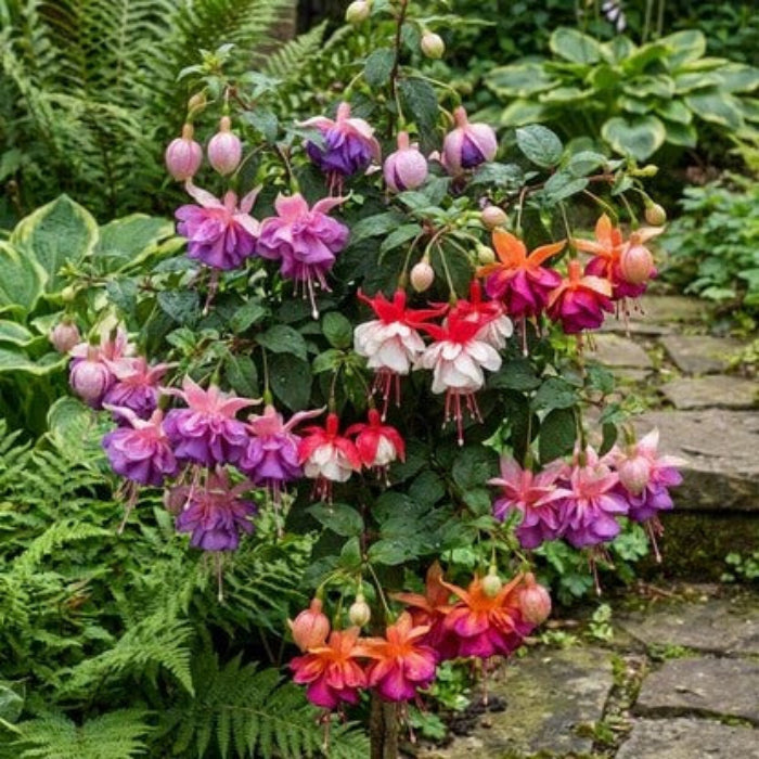 Mixed Double Petal Fuchsia Seeds